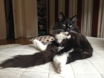 Reea tassu venähdys