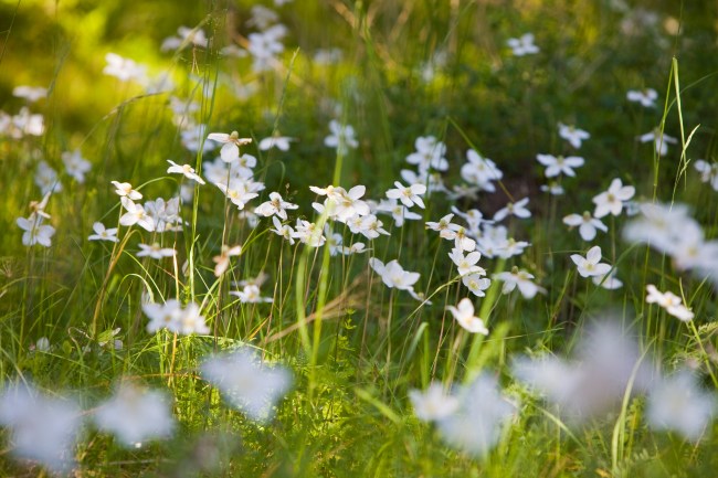 IMG_2001dirhamin kukat