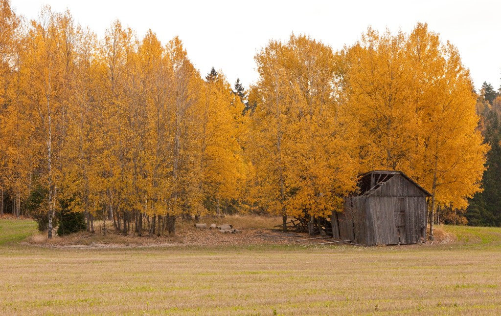 Karjaa lato ja syksyiset puut, MindyJBlog