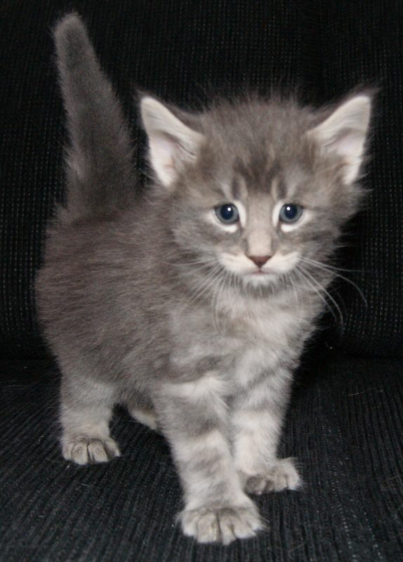 Korvat lentoa varten