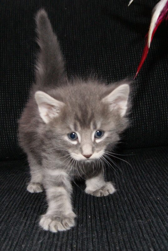 hemmo ja isot tassut