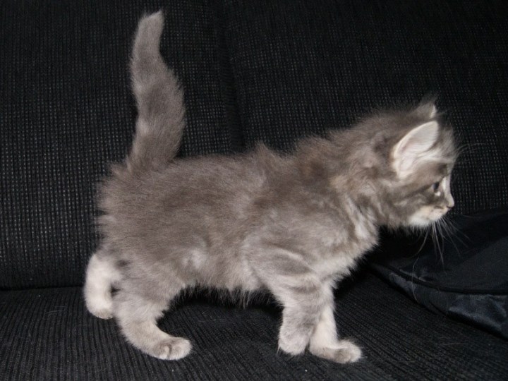 Hännässäkin on pituutta