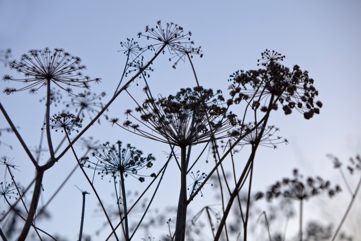 IMG_4573talventörröttäjä 2