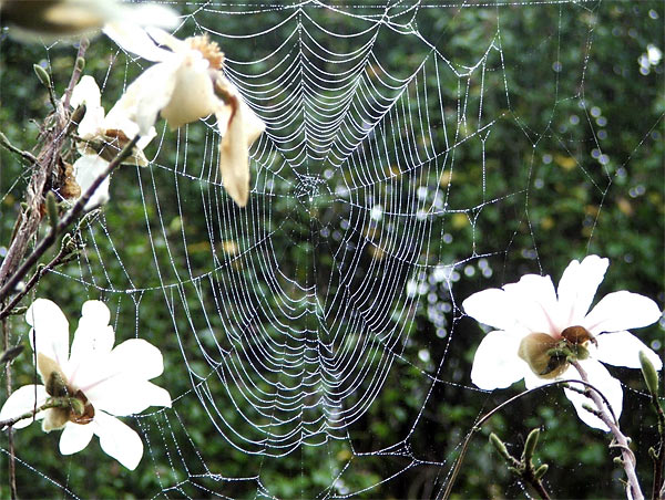 spider-web-magnolia