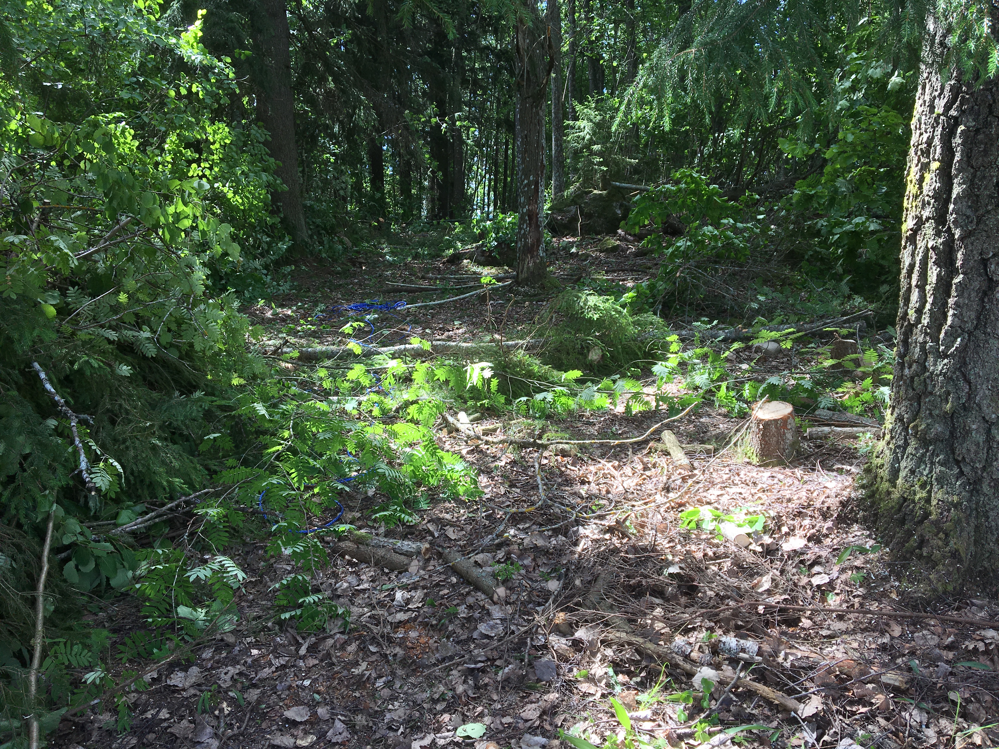 Mökkitien raivaus, MindyJBlog