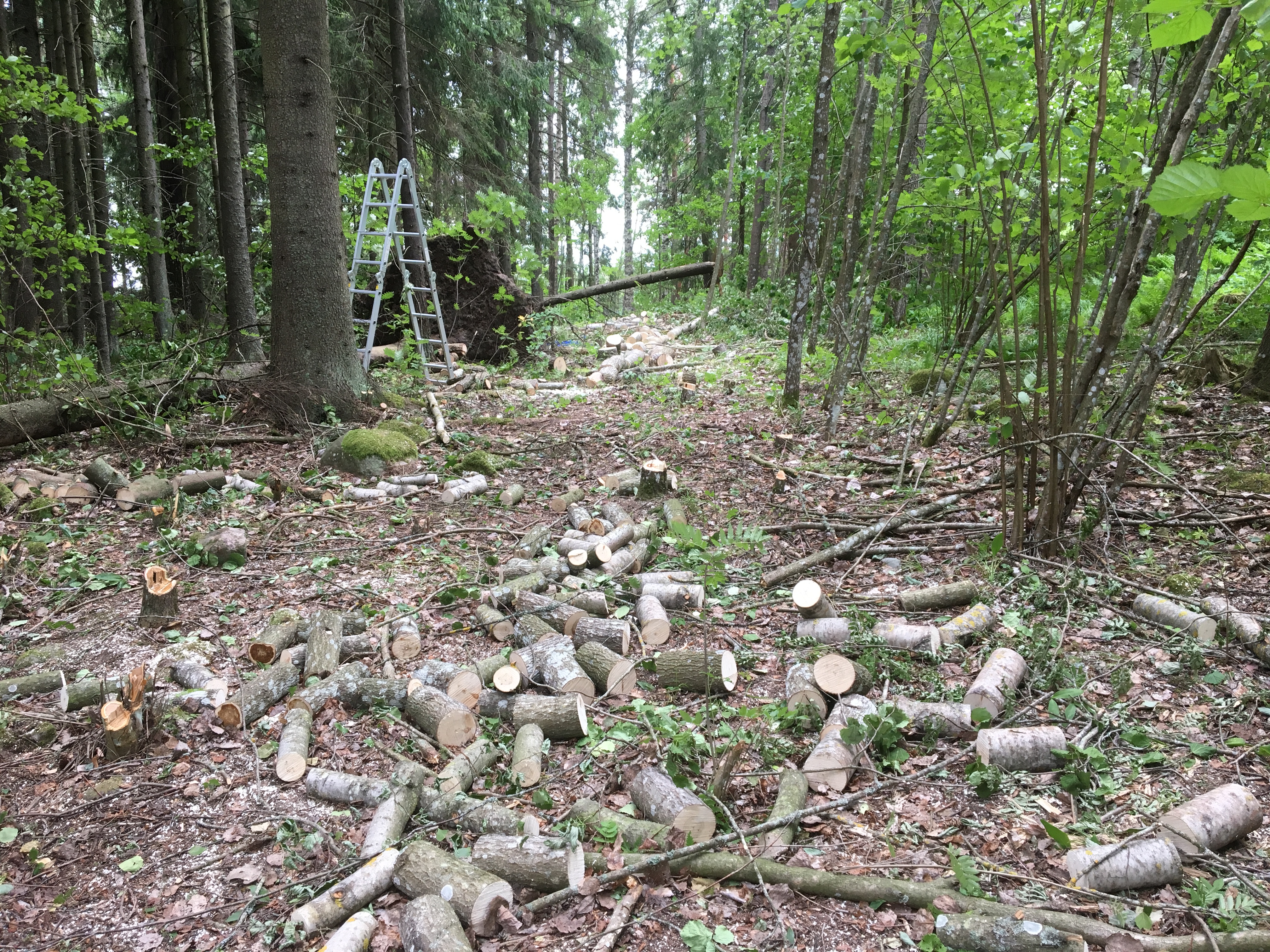 Mökkitien raivaus, puiden kaataminen, MindyJBlog