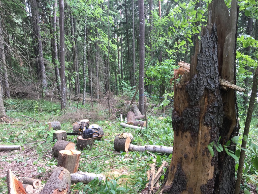 Mökkitien raivaus, puiden kaataminen, MindyJBlog