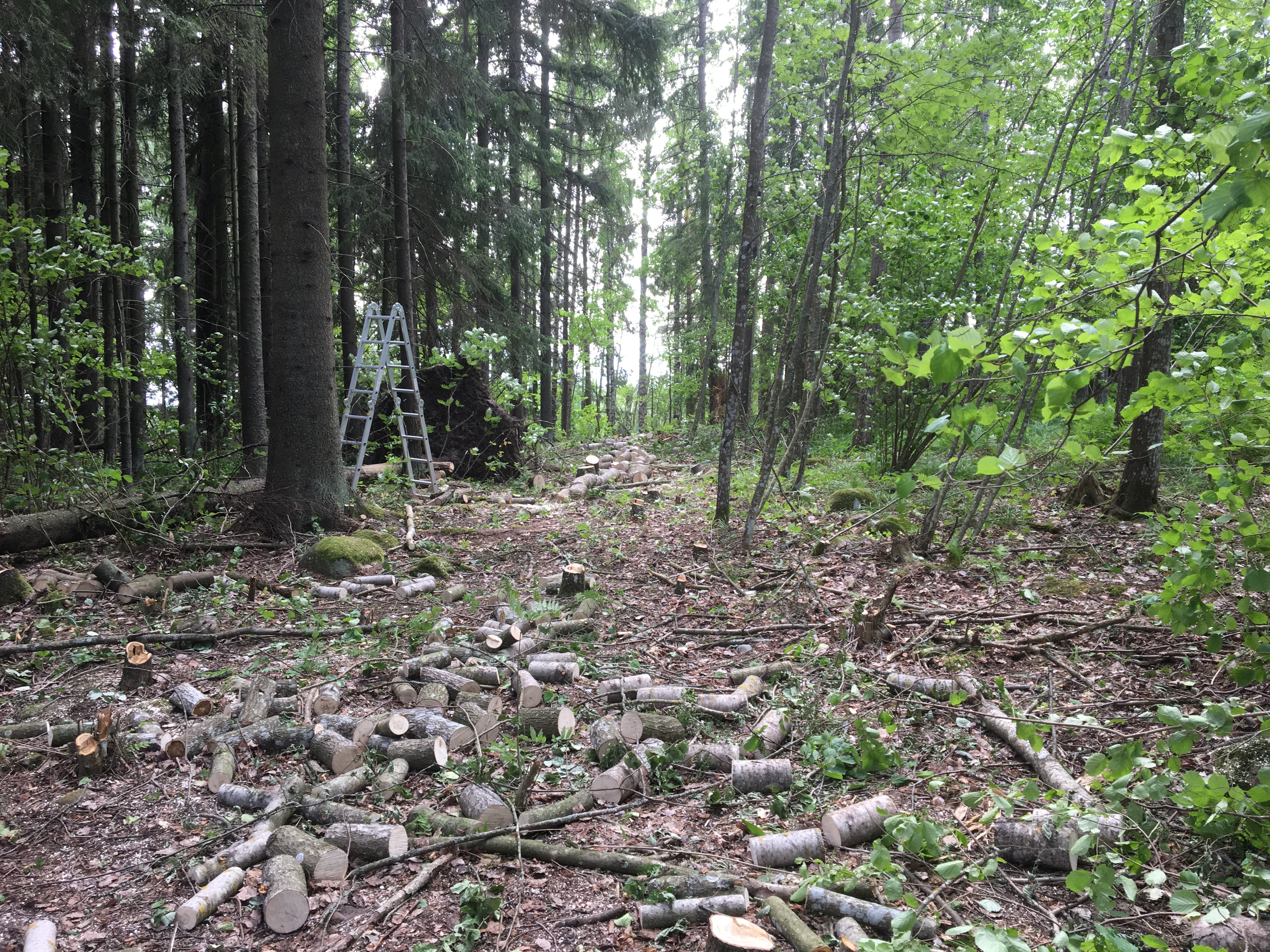 Mökkitien raivaus, puiden kaataminen, MindyJBlog