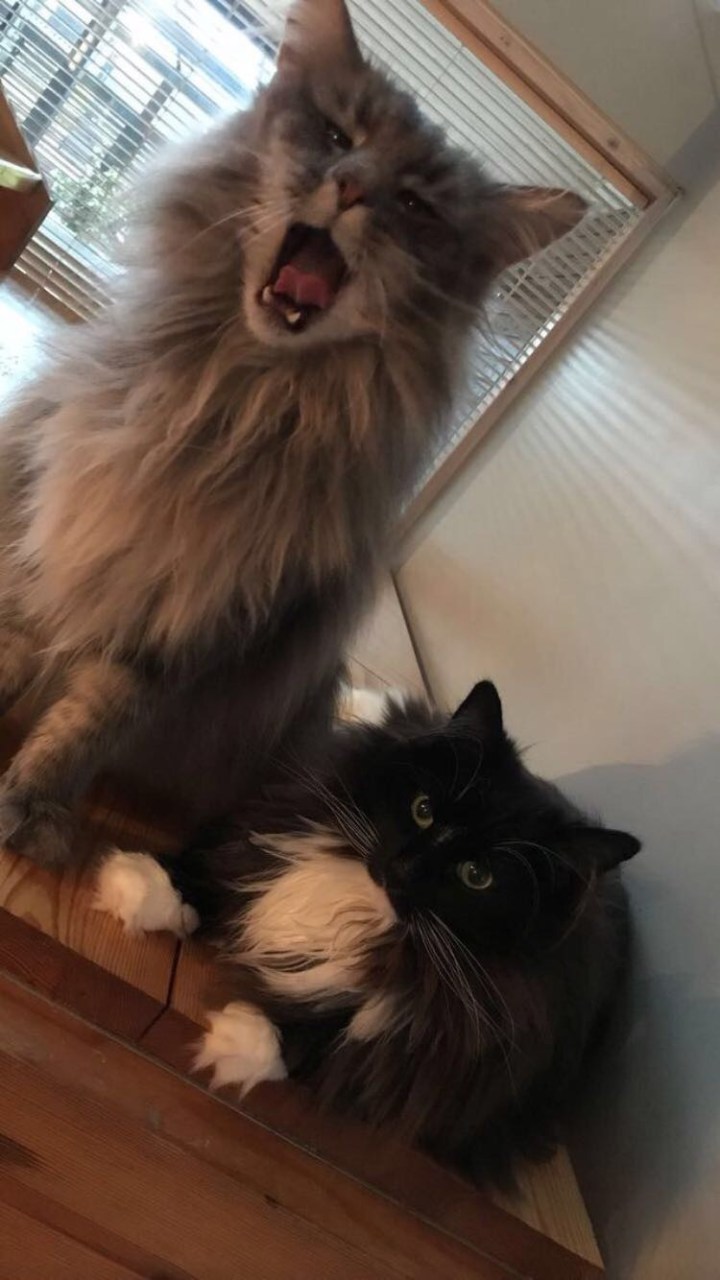 Hemmo tryffelinmetsästyskissa