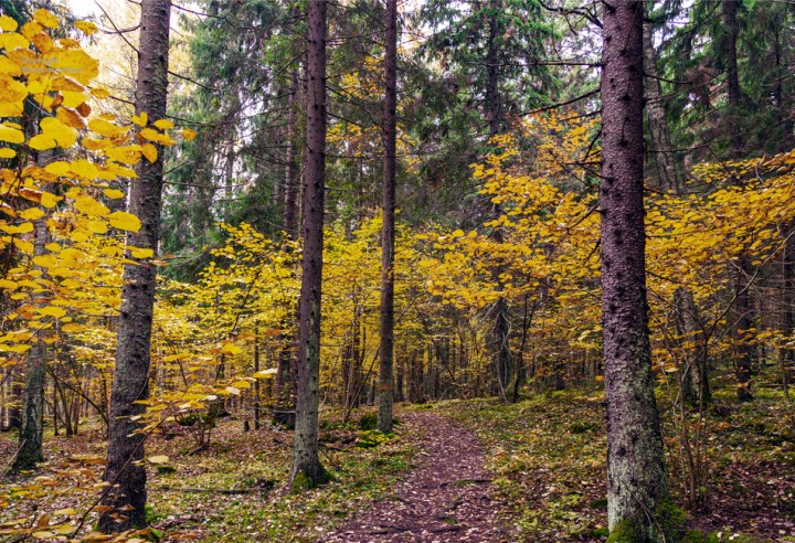 Pähkinäpensaslehto, Karkali luonnonpuisto