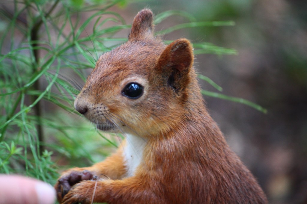 Orava Seurasaari elokuu 2008