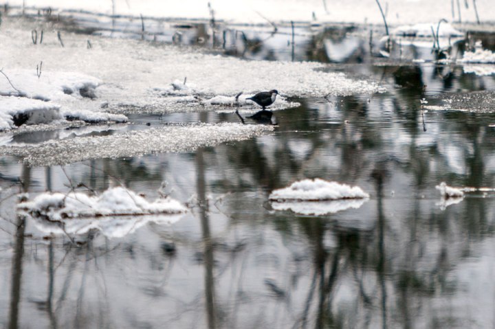 Koskikara Risslan Fiskars