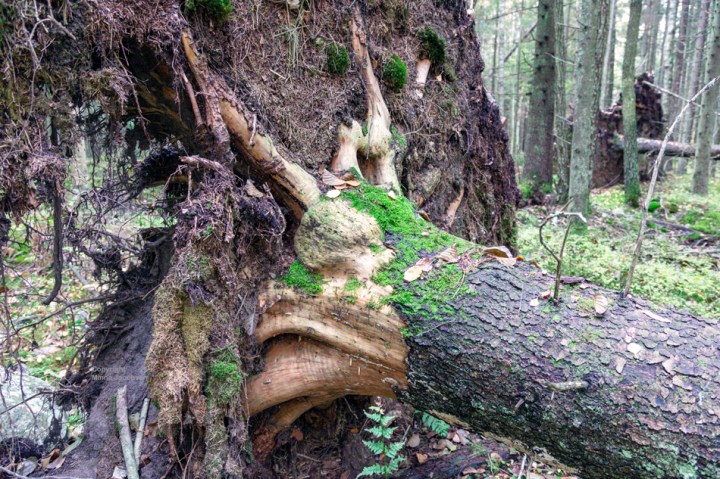 Luonnontilainen metsä