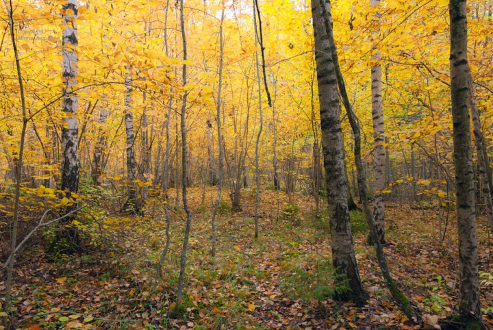 Karkali luonnonpuisto, Karkali nature park