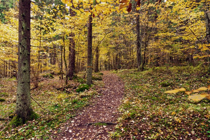 Pähinäpensaslehto, Karkali luonnonpuisto