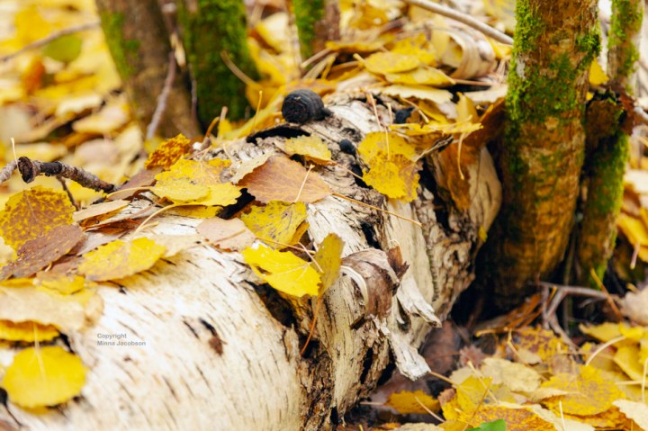 luonnontilainen metsä