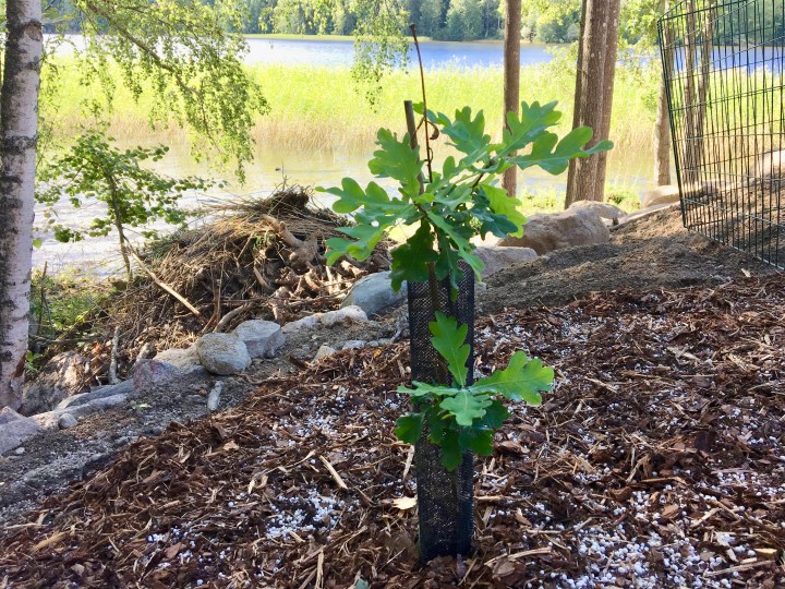 Tryffelitammi, Lohja Lohjanjärvi