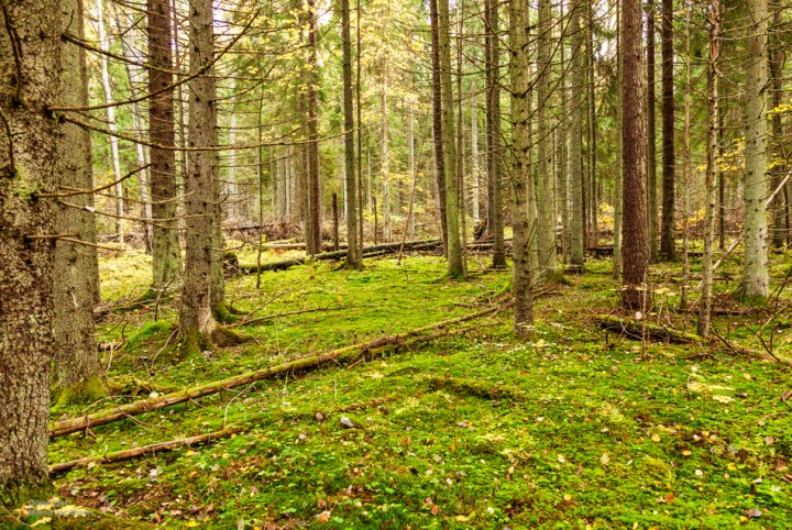 Kuusimetsä luonnontilassa, Karkali luonnonpuisto