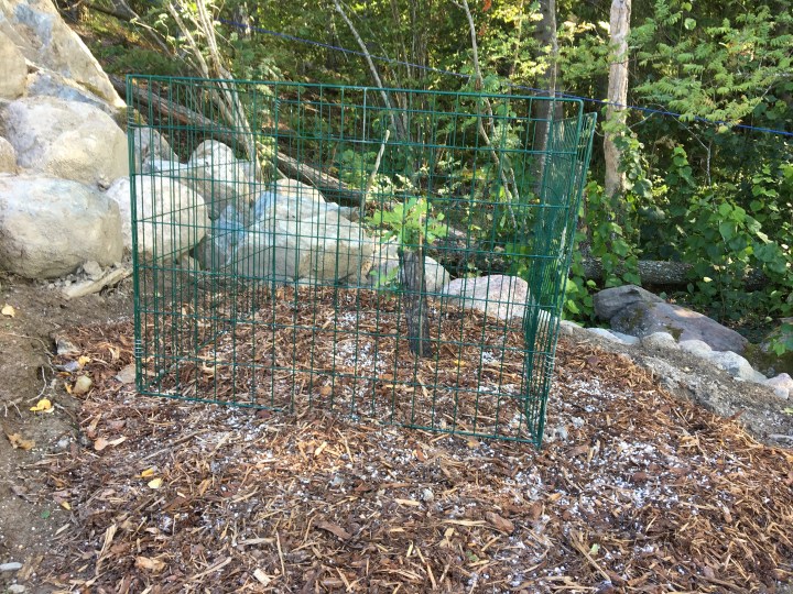 Tryffelitammi, Lohja Lohjanjärvi