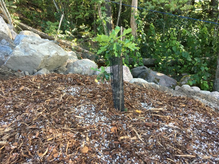 Tryffelitammi, Lohja Lohjanjärvi