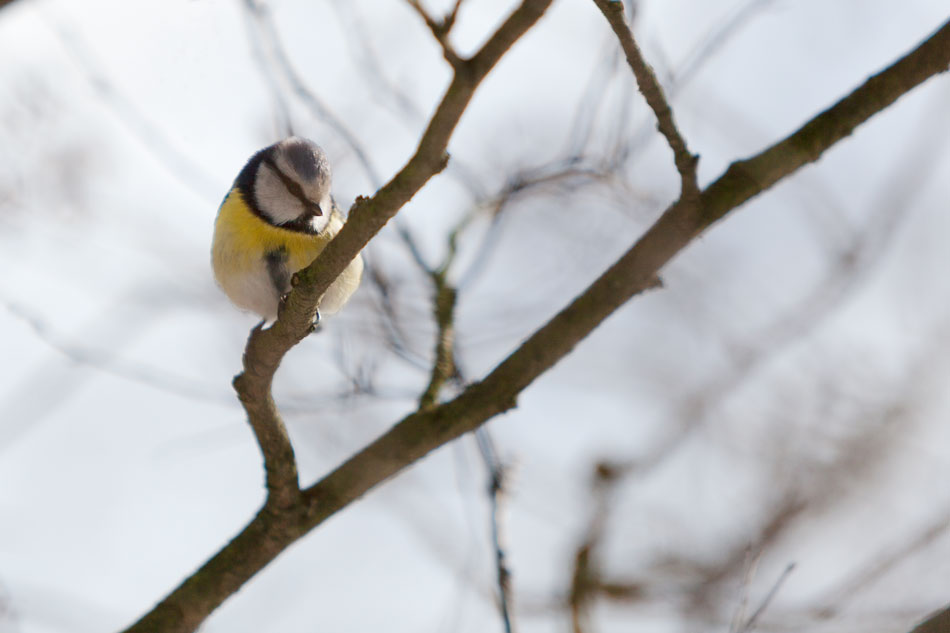Sinitiainen Seurasaari maaliskuu 2018