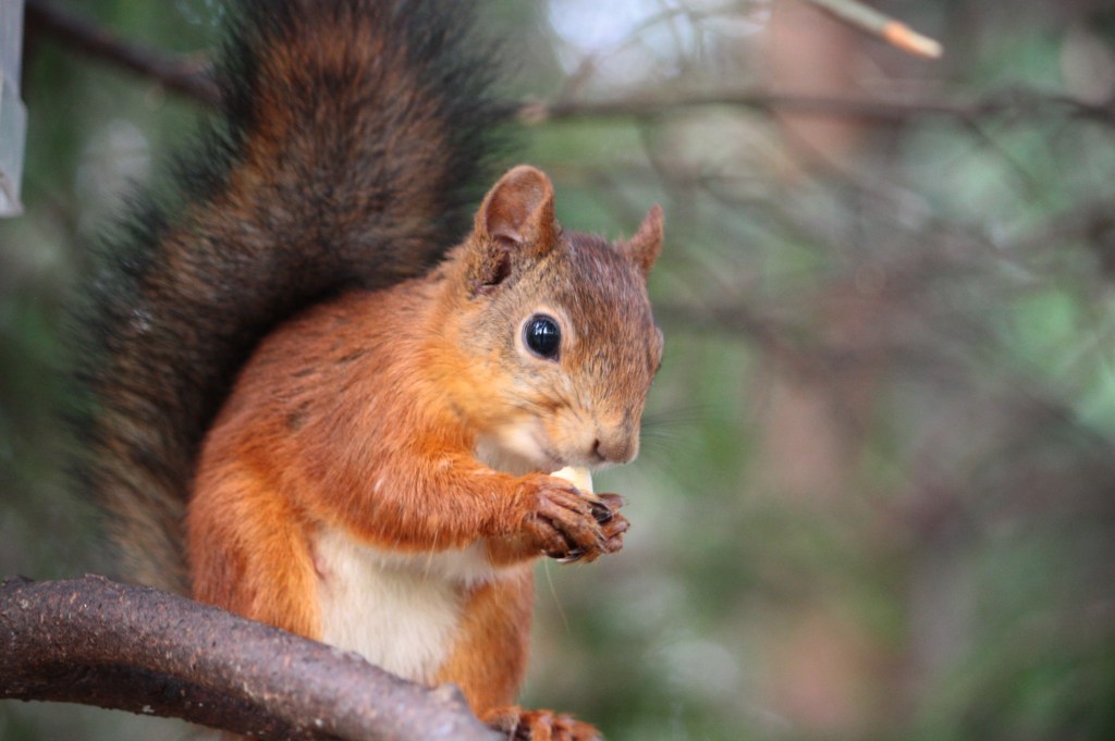 Orava Seurasaari elokuu 2008
