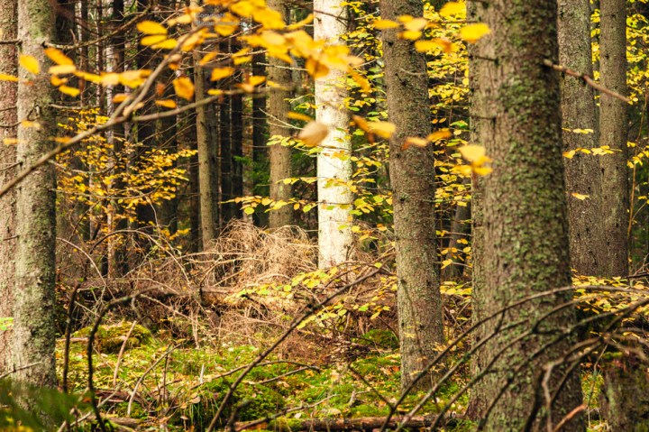 Kuusimetsä, Karkali luonnonpuisto