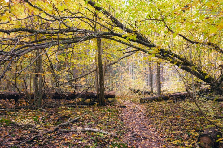 Pähinäpensaslehto, Karkali luonnonpuisto