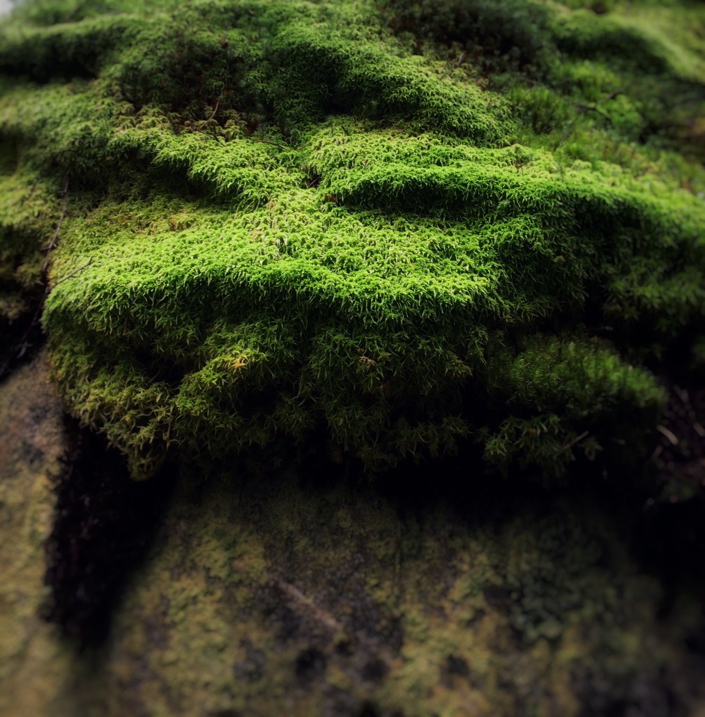 Tumman vihreä sammal, Karnaisten korpi, Lohja, Minna Jacobson